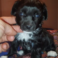powder puff teefje!