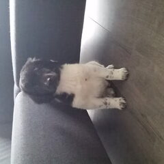 Milo 9 weken, eerste week bij ons thuis