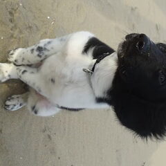 Milo voor het eerst op het strand