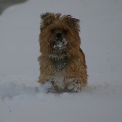 Laila in de sneeuw