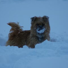 nogmaals in de sneeuw