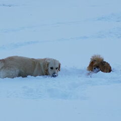 Samen in de sneeuw