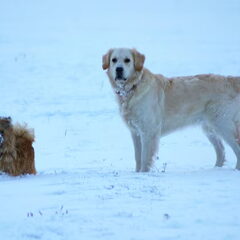 Nogmaals samen