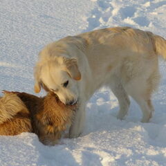 Spelen in de sneeuw