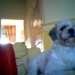 mijn hond boemer is een super schattig hij doet echt niks…