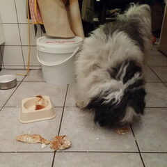 Mijn Sammie is vorige week 4 jaar geworden. En dan wordt er…