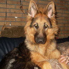 Dit is Kaylie, ze heeft al zware HD. Met de 8 maanden…