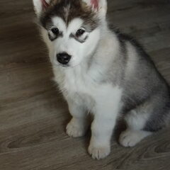 Floki de eerste week thuis. Schattig!