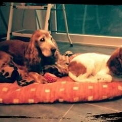 max en missy bij haar thuiskomst in december 2015 ,de…