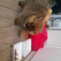 Lola 7 weekjes jong en eerste dagje bij ons thuis