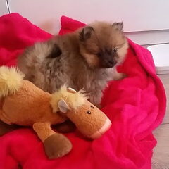 Lola's eerste dag bij ons thuis