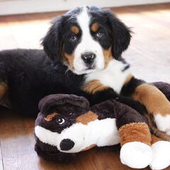Sasha is gek op spelen met haar Berner Sennen knuffel van…