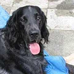 Chuck is een epagneul bleu de picardie. Hij is geboren op…