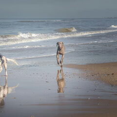 Op het strand 1 april met Basil en Nara.