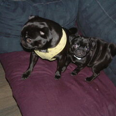 Ludo & ChiCa