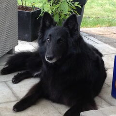 Mijn mooie meisje jacky