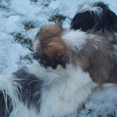 Julie en Benji van mij mag het hele jaar door sneeuw…