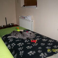 kijk mijn enorme bed:) ik word dan ook een grote hond;)