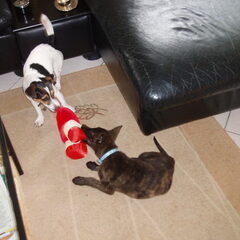 Keya en Luna aan t spelen