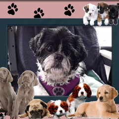 Mijn bazinnetje houdt enorm van honden!
