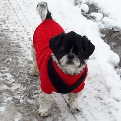 Nora in de sneeuw 2016!
