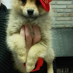 American topmodel! Ons Chanel toen ze nog een pupke was ;-)