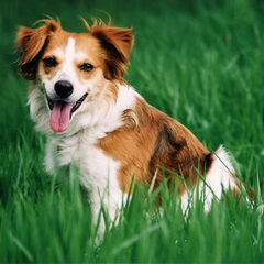 Dit hondje is niet van mij'maar zo'n ras vind ik wel leuk