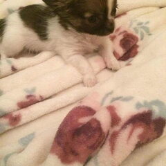Dit is Gucci hij is 3 maanden oud lief zacht en aardig een…