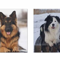 Onze 2 kanjers. Britt is een Oudduitse herdershond, links…