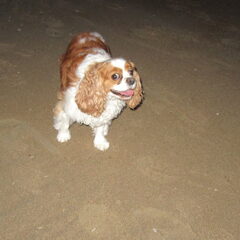 blij met m'n avondwandeling aan zee, even poseren en lachen…