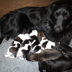 Noa met haar puppies. Van links naar rechts: Knoet, Binky…