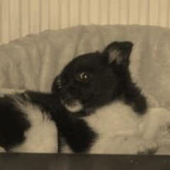 Pip als pup