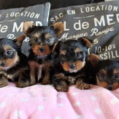 Pups van een vorig nestje met zelfde papa en mama