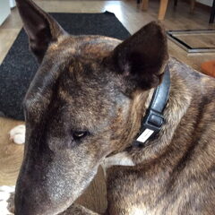 Dit is onze bink bandit