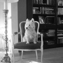 Milou mijn West- highland white terrier.