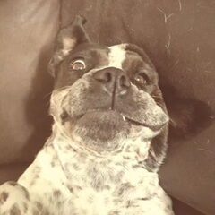 Princess charming (Nalu staffordxpointer