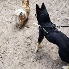 Mijn lieve kaya aan het wandelen