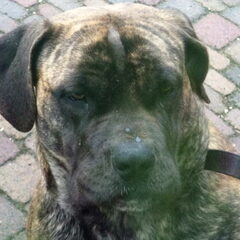 mijn hond heet wanda