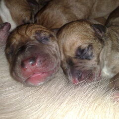 lief he