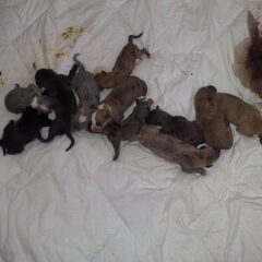 allemaal puppy's hih