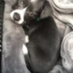 Dit is Odie, een knappe Jack Russel x Boomer. Geboren op…