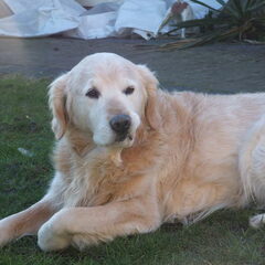 Benji, onze lieverd van 13 jaren "jong"
