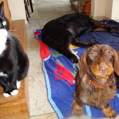 Keela en Dazzle, net terug van een wandeling. Cash slaapt…