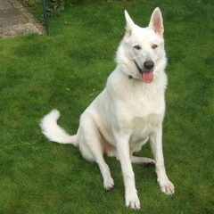 hallo dit is onze reiko nu 11 maanden oude lief vrolijk en…