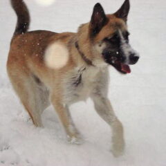yes het heeft gesneeuwd..
