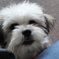 Eindelijk heb ik dan mijn Hondje. En het had niet beter bij…