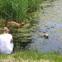 Zwemmen tijdens een beagle wandeling