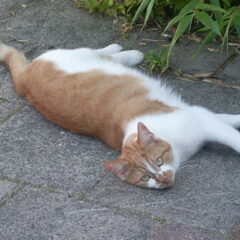 Joep