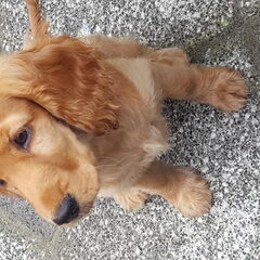Lynne. Cocker spaniel geboren 06062016. Hier 13 weken oud.