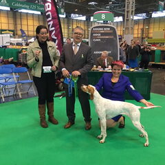 Faith winns RCC at Crufts 2016 with Kristy Leest